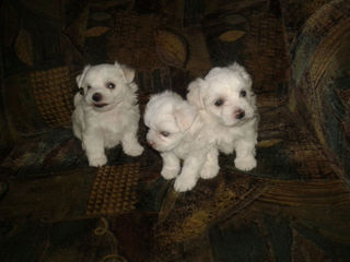 Мини bichon maltese foto 2