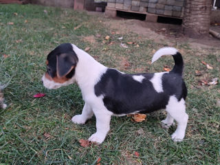 Jack Russell Terrier