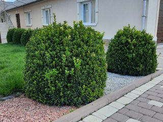 Tufari decorativi "Buxus" foto 1