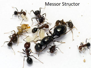 Большой ассортимент видов муравьев,Формикарии для муравьев, декорации для формиков, корм для мурашей foto 5