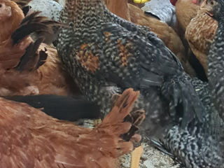 Большие цыплята 4 месяца