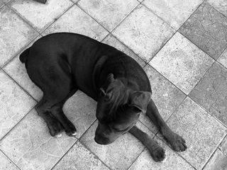 Cane corso foto 2