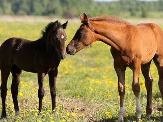 Cumpar animale vaci buhai cai minz cirlani oi capre куплю коров быков лошадей ! transport gratis foto 4