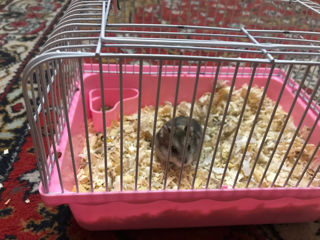 Hamster foto 1