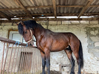 Armasar Orlovskii,, Nume Junior,, Tatal Cezar. inaltimea la greban 1,76 cm!!,  Doar Monta!!! фото 1