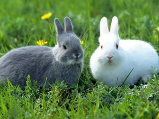 Производим и продаем качественные гранулы для кроликов и других животных в любом количестве