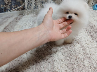 Шикарные малыши mini Spitz's Pomeranian foto 8