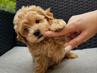 Maltipoo F1