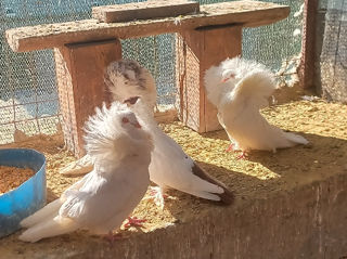Porumbei foto 4
