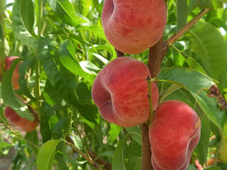 Pomi fructiferi,cireș,vișin,prsic,prun,mar,etc.Cu garanție foto 6