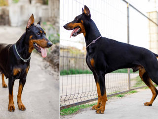 Doberman foto 9