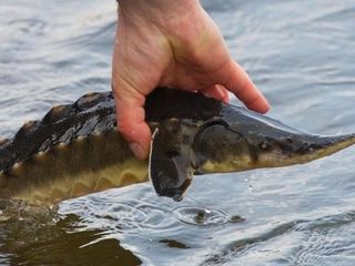 Bio Mar  Hrana pentru sturion și păstrăv BioMar. Корм для осетров и форель foto 3