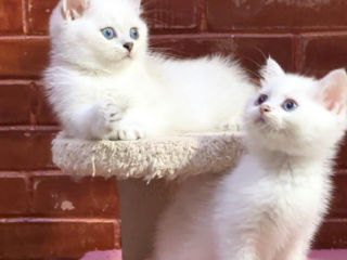 British shorthair kitten foto 2