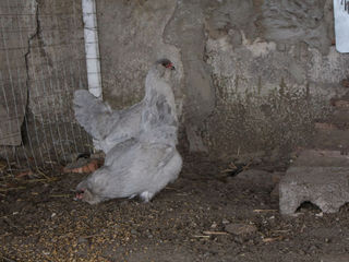 Цыплята редкой породы Ухейилюй. Лакеданзи. foto 6