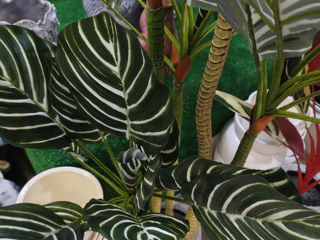 Arbore artificial  calathea foto 3