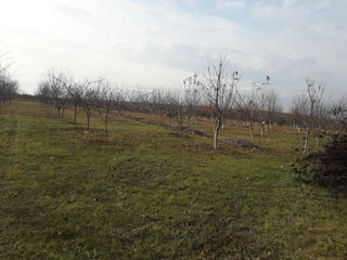 Se vinde Complex Agricol în r-l Telenești (preț negociabil) foto 8