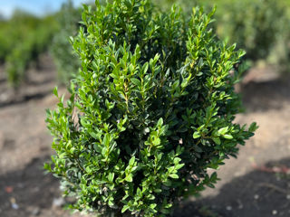 Buxus самшит