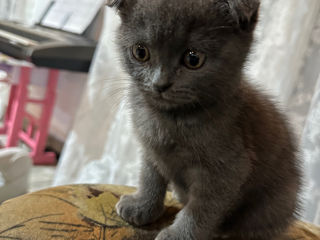 Scottish Fold - jucăuș și face la litieră foto 2