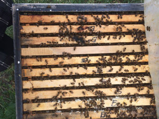 Продаются пчёлы foto 1