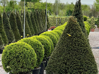 Forme din Leylandii Spirale Boluri foto 10