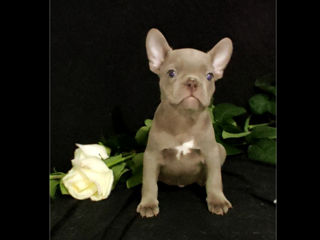 Bulldog frenh blue Iilac tan.Lilac..blue. foto 3