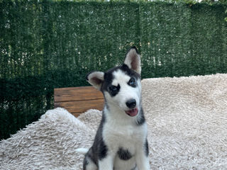 Husky Siberian