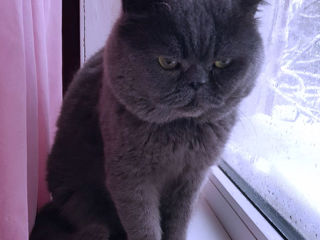 Motan British Shorthair Blue pentru montă foto 2