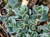 Очиток (Седум) - самое неприхотливое растение foto 8