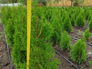 Thuja smaragd/Berioză / Material Thuja smaragd/ foto 3