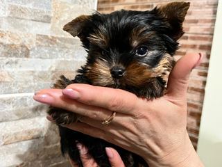 Yorkshire terrier la vânzare/ Йоркширский терьер на продажу