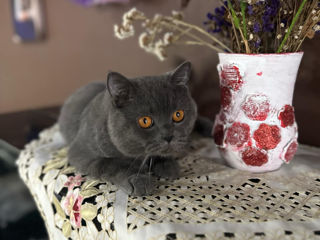 Animal de companie  British Shorthair