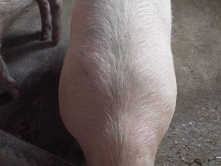 Vind porci tineri de carne!Crescuti in conditii de casa  !9 luni 120-140 kga