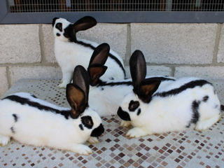 Продаются кролики! foto 8