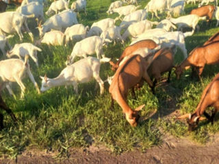 De vânzare: Capre și iedițe Saanen – rasă pură, lapte din belșug фото 1