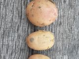 vind cartofi noi crescuti la tara . foto 2