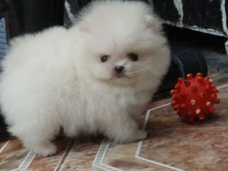 Mini micro spitz Pomeranian