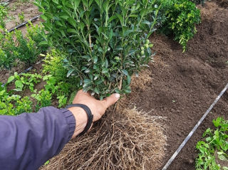 Buxus