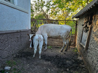 Vindem vacă de muls și vițel. foto 4