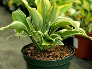 Hosta foto 2