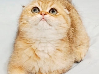 Scottish fold