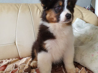 Австралийская Овчарка (Аусси) Australian Shepherd foto 1