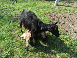 Capra buna de vânzare,da 3 litri de lapte la mulsiare foto 2