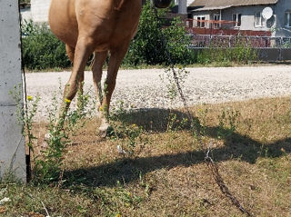 Vând iapă / продаю кабылу foto 2