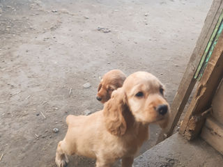 Cocher spaniel foto 3