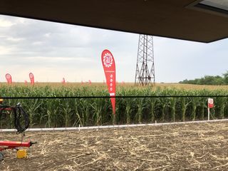 Seminte de porumb si floarea soarelui Limagrain- LG,Pioneer foto 4