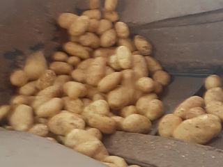 Продаю новый картофель высший сорт Греция в мешках по 25 кг, калибр 40-55! foto 3