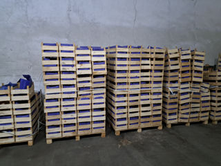 Ящики деревянные новые 600 шт.