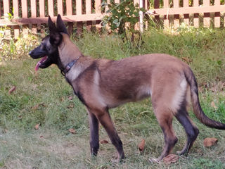 Malinois