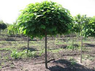 Catalpa, foto 2