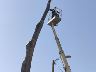 Doborîm arbori foarte mari și greu accesibili , lucrăm cu macaraua și autoturnul. foto 4